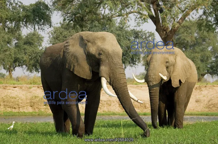 : African Elephant - Bulls grazing on a little island : African Elephant - Bulls grazing on a little island