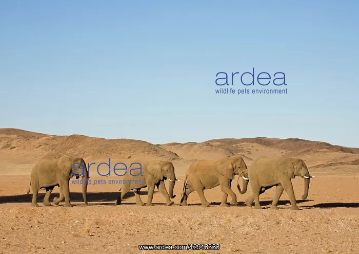 : African Elephant - Bulls migrating through the desert : African Elephant - Bulls migrating through the desert