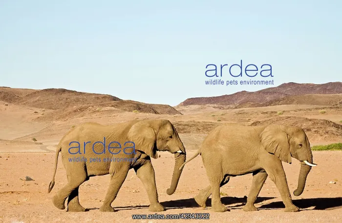 : African Elephant - Bulls migrating through mountainous : African Elephant - Bulls migrating through mountainous