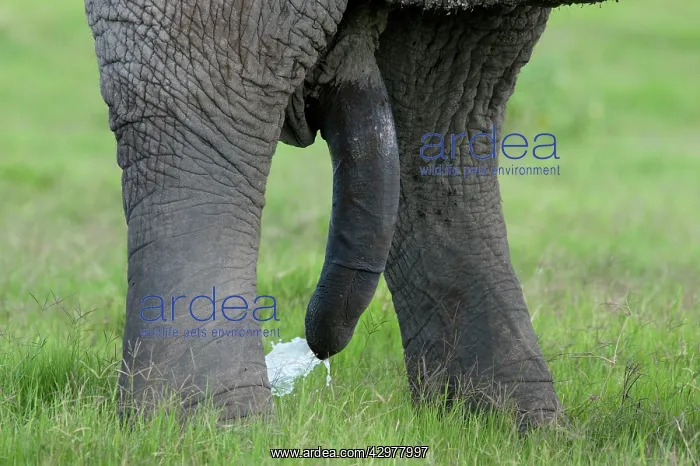 : African Elephant - bull's penis - urinating : African Elephant - bull's penis - urinating
