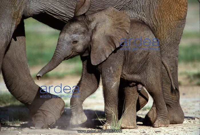 : African Elephant - calf : African Elephant - calf