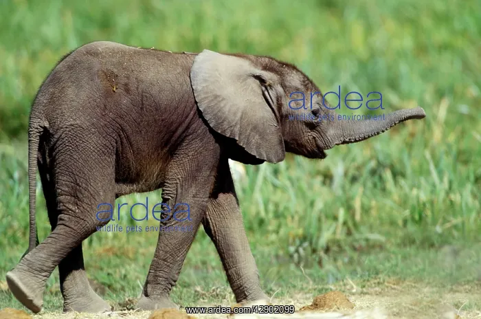 : African Elephant - calf : African Elephant - calf