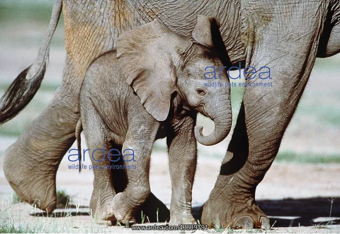  : African ELEPHANT - and calf