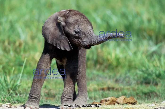 : African Elephant - calf : African Elephant - calf