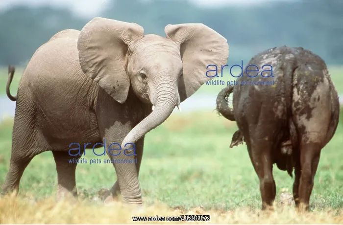  : African Elephant - calf with African  /  Cape Buffalo