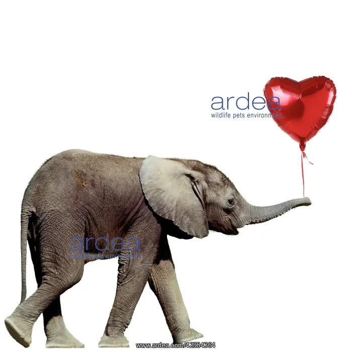 : African Elephant - calf carrying a red heart shaped balloon : African Elephant - calf carrying a red heart shaped balloon