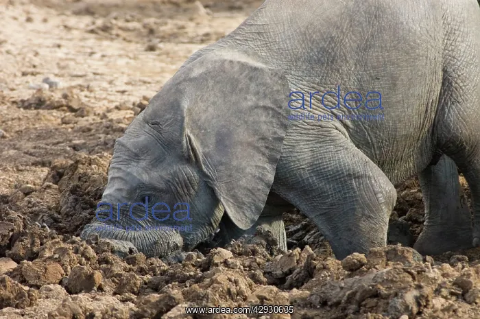 : African Elephant - calf digging in mud hole : African Elephant - calf digging in mud hole