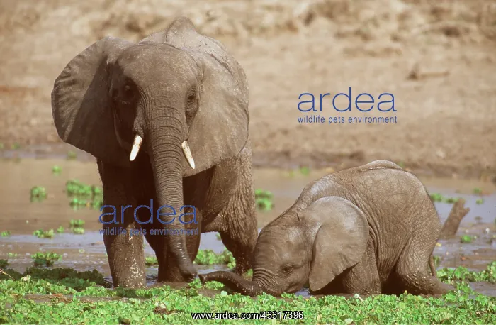 : African Elephant and Calf drinking : African Elephant and Calf drinking