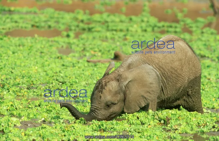 : African Elephant - calf drinking at a waterhole : African Elephant - calf drinking at a waterhole