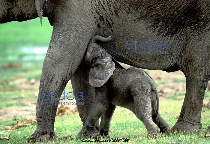  : African Elephant - With calf feeding