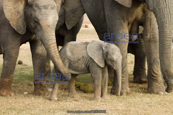 : African Elephant - calf being fondled by adult : African Elephant - calf being fondled by adult