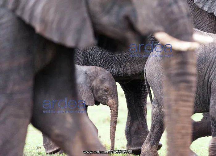  : African Elephant calf amongst herd