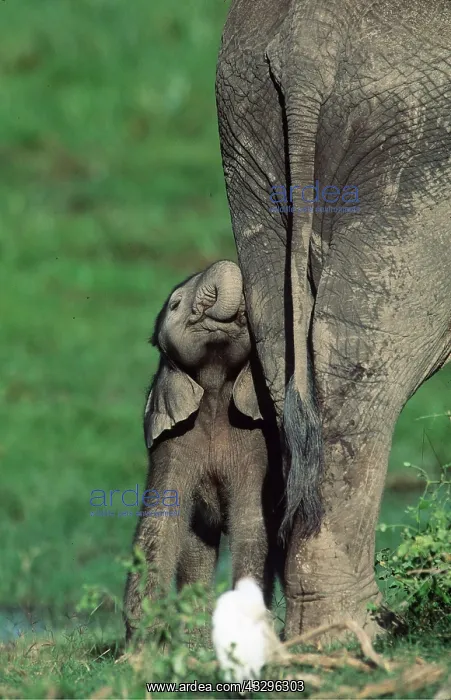  : African ELEPHANT - calf a few hours old, standing by adult