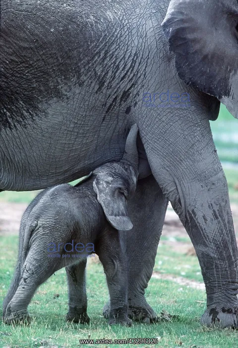  : African ELEPHANT CALF - new born (3 hours old) suckling