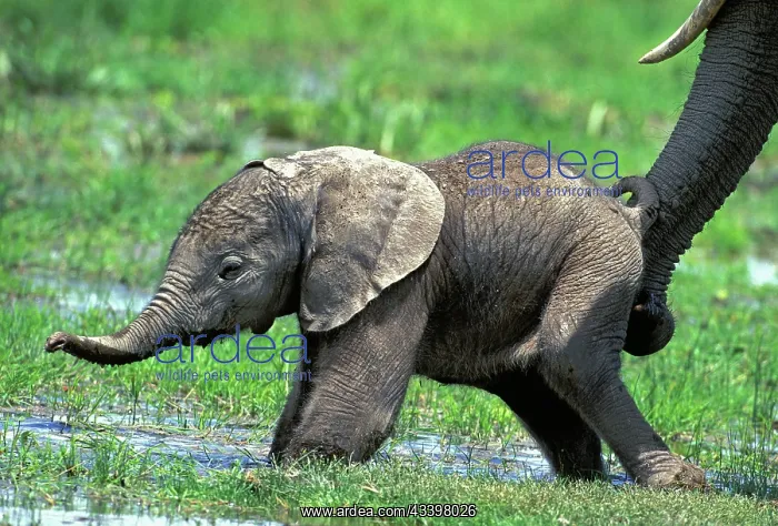 : African Elephant - calf being supported by adults trunk : African Elephant - calf being supported by adults trunk