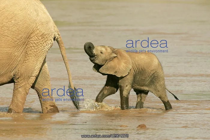 : African Elephant - calf in water drinking : African Elephant - calf in water drinking