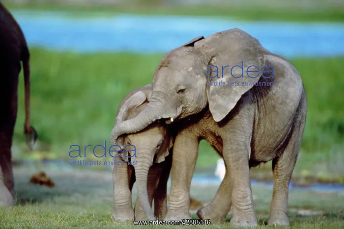  : African Elephant - calves playing