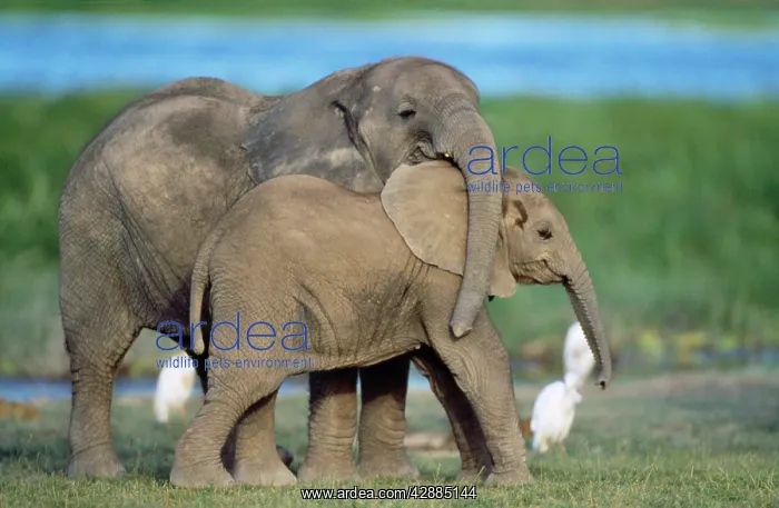  : African Elephant - calves playing