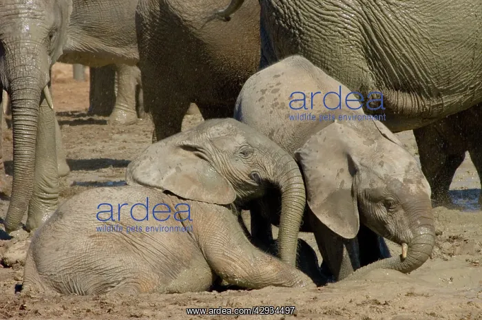 : African Elephant calves playing in mud by waterhole : African Elephant calves playing in mud by waterhole