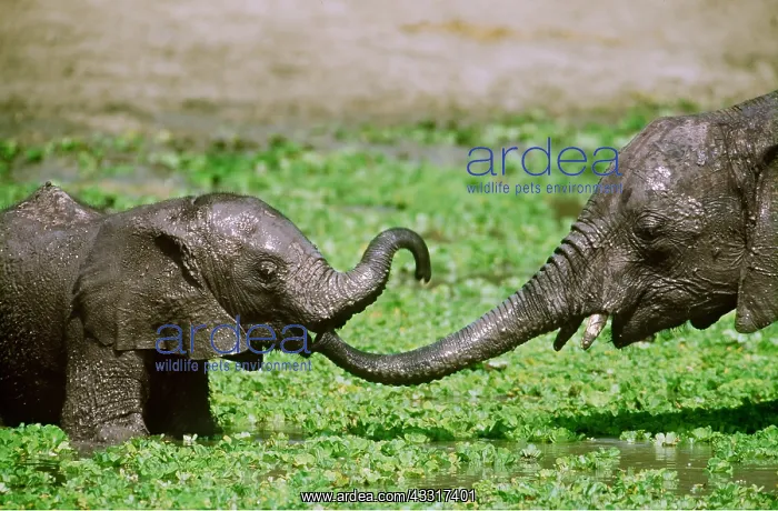 : AFRICAN ELEPHANT - two calves playing at a waterhole : AFRICAN ELEPHANT - two calves playing at a waterhole