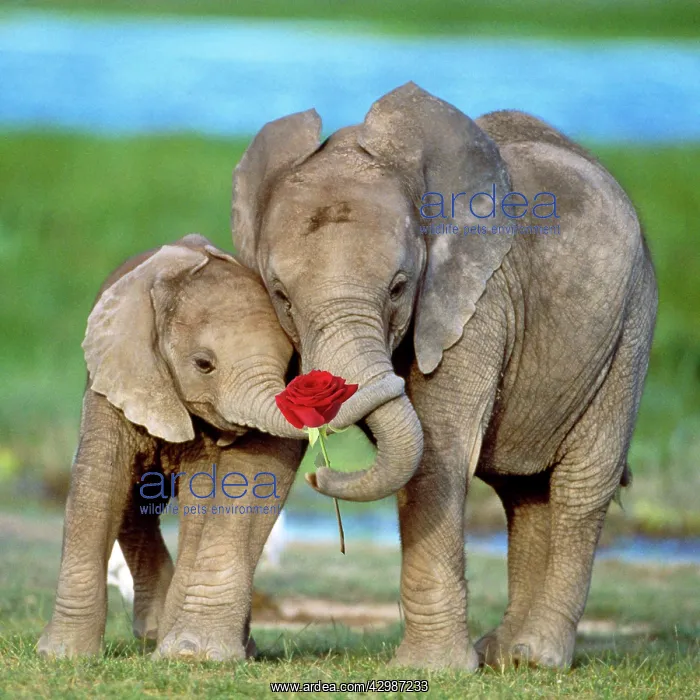  : African Elephant, two calves with red rose and