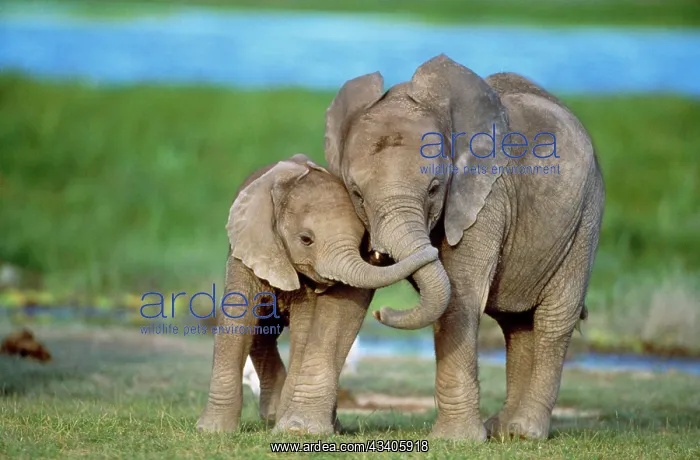  : African ELEPHANT - two calves with trunks together