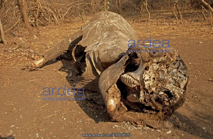  : African Elephant carcass of poached elephant