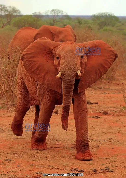 : African Elephant charging : African Elephant charging