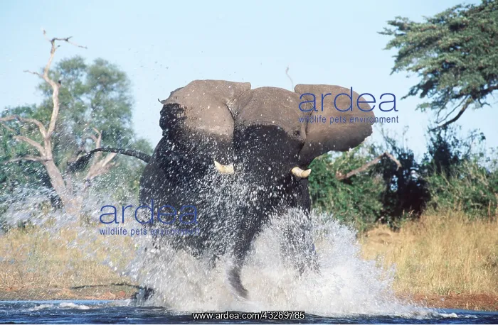 : AFRICAN ELEPHANT - charging through water : AFRICAN ELEPHANT - charging through water
