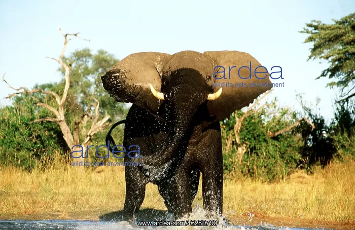 : AFRICAN ELEPHANT - charging in water : AFRICAN ELEPHANT - charging in water