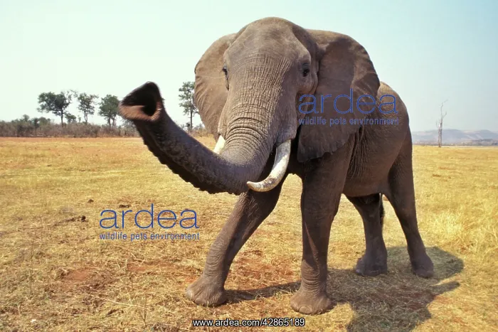 : African Elephant - Checking out photographer with trunk : African Elephant - Checking out photographer with trunk