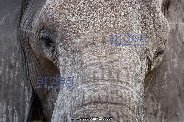 : African Elephant - Close up of the face showing : African Elephant - Close up of the face showing