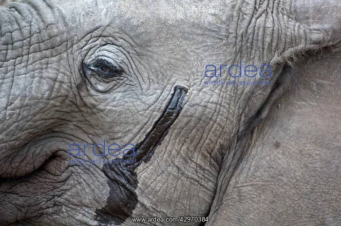 : African Elephant - close up of head showing musth gland : African Elephant - close up of head showing musth gland