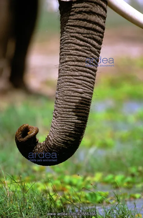  : African Elephant - Close up of trunk eating