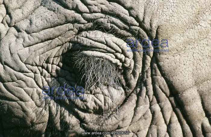 : AFRICAN ELEPHANT - Close-up of closed eye showing lashes : AFRICAN ELEPHANT - Close-up of closed eye showing lashes
