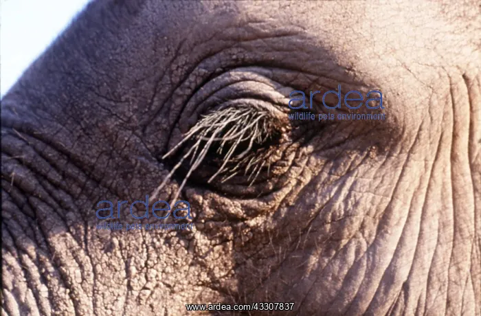  : AFRICAN ELEPHANT- close-up of eye and lashes