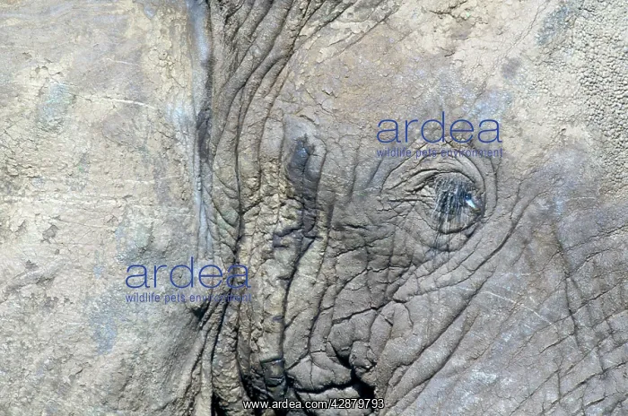 : African Elephant - close-up of eye, in musth : African Elephant - close-up of eye, in musth