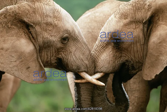 : AFRICAN ELEPHANT - Close-up, two face to face : AFRICAN ELEPHANT - Close-up, two face to face