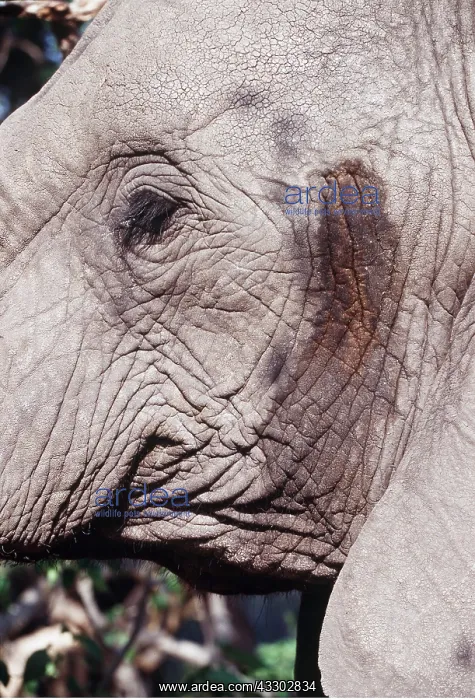: African ELEPHANT - Close-up of head, in musth : African ELEPHANT - Close-up of head, in musth