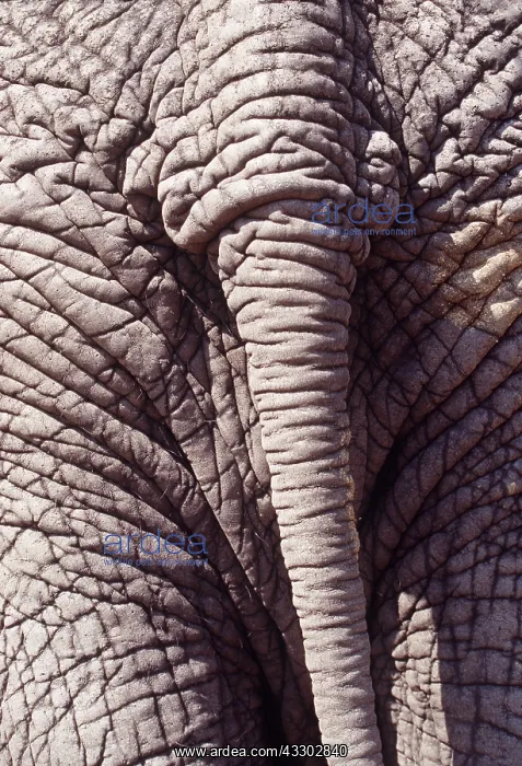 : African ELEPHANT - close-up of tail : African ELEPHANT - close-up of tail