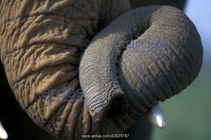 : African Elephant close-up of trunk : African Elephant close-up of trunk