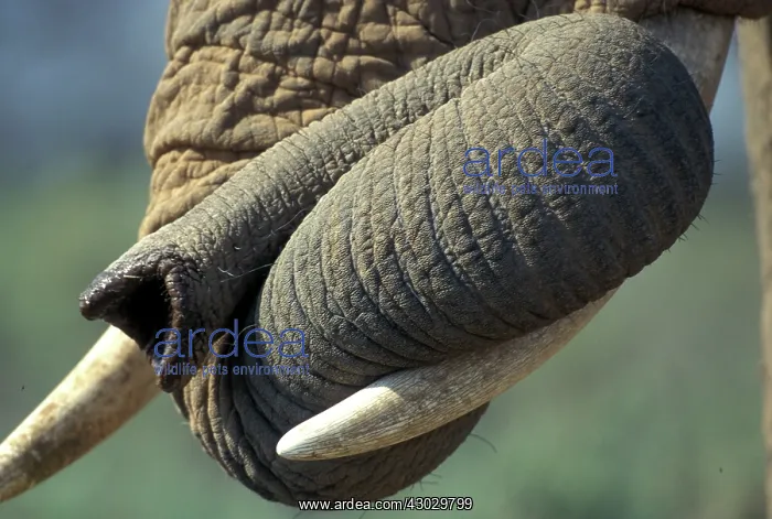: African Elephant close-up of trunk and tusks : African Elephant close-up of trunk and tusks
