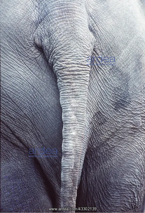 : AFRICAN ELEPHANT - close-up view of bottom showing : AFRICAN ELEPHANT - close-up view of bottom showing