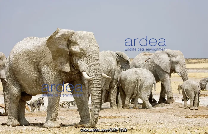 : African Elephant - congregating at a water hole : African Elephant - congregating at a water hole
