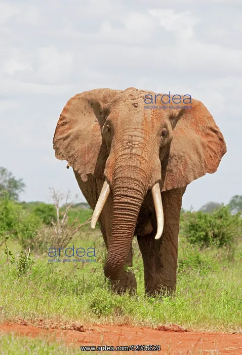 : African Elephant - Covered in red Tsavo dust : African Elephant - Covered in red Tsavo dust