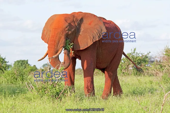 : African Elephant - Covered in red Tsavo dust - : African Elephant - Covered in red Tsavo dust -