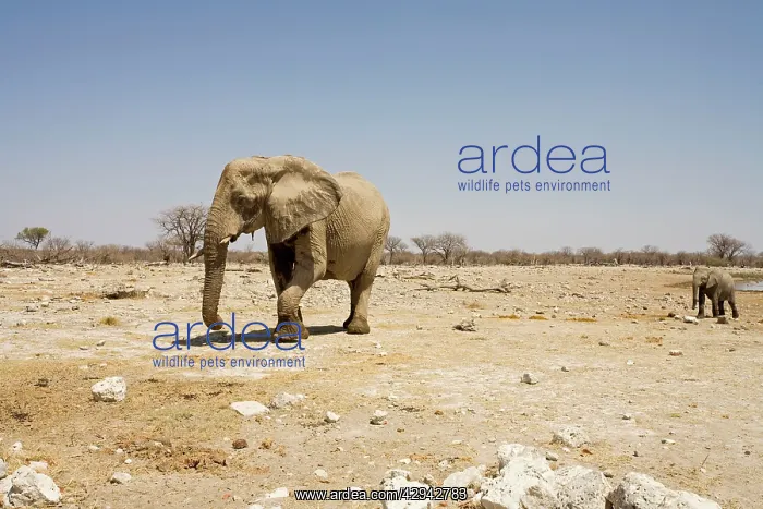 : African Elephant - Cow and calf on the move : African Elephant - Cow and calf on the move