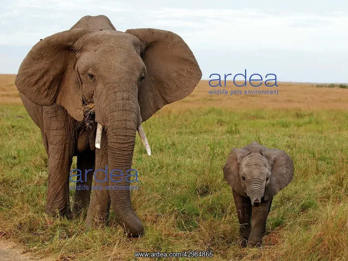 : African Elephant - cow with calf : African Elephant - cow with calf