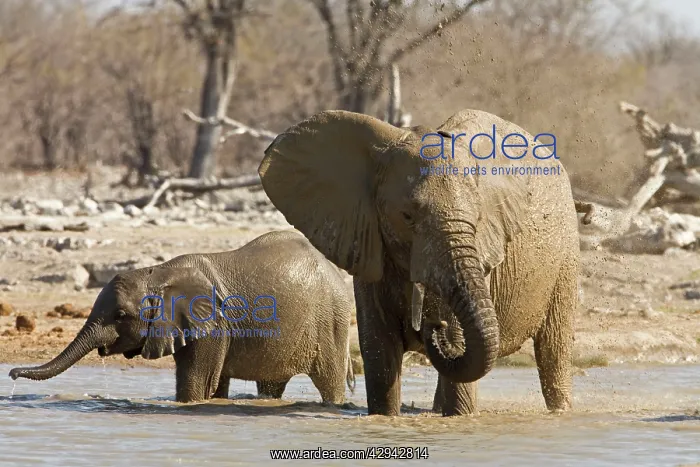 : African Elephant - Cow and calf playing in the water : African Elephant - Cow and calf playing in the water