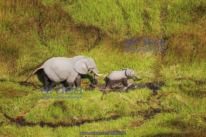  : African Elephant cow with calf roaming in a freshwater
